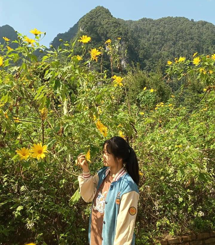 Hoa dã quỳ Vườn quốc gia Xuân Sơn