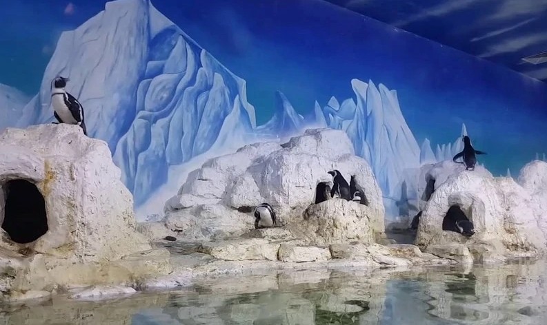 Những chú chim cánh cụt siêu dễ thương
