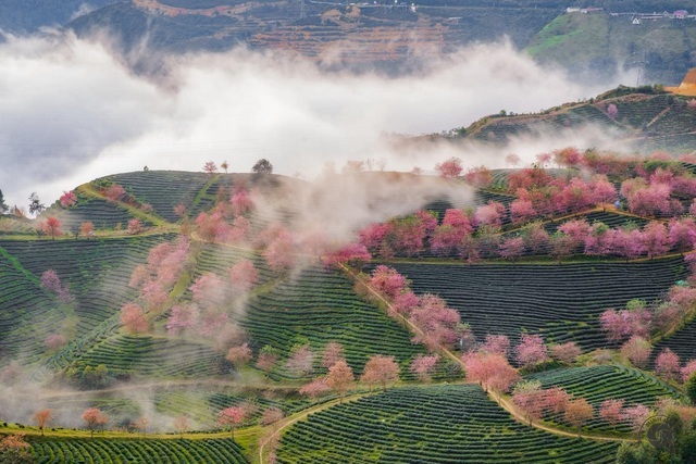 Màu xanh bạt ngàn của đồi chè với sắc hồng của hoa mai anh đào nở rộ tạo nên khung cảnh đẹp mộng mơ. Ảnh: Nguyễn Minh Hải