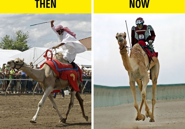 Abu Dhabi có có một “đặc sản” là đua lạc đà