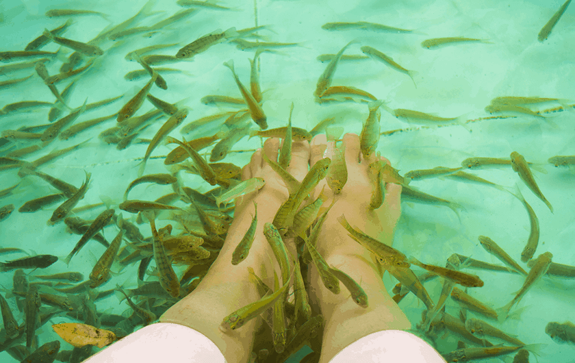 massage đáng yêu đến từ các chú cá