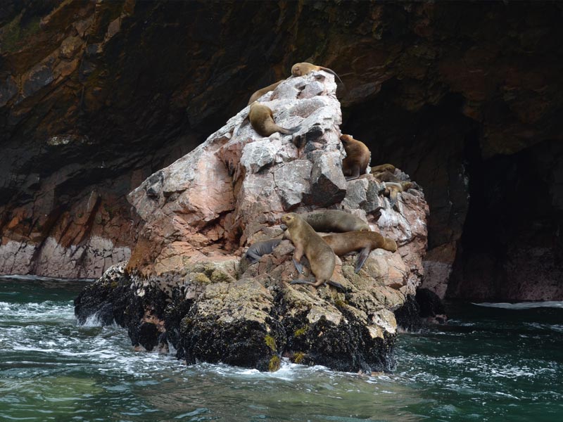 Hang sư tử biển, Mỹ